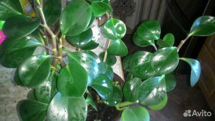 Пеперомия,Колеус,Декабрист,Панданус,Хатиора,Бегони