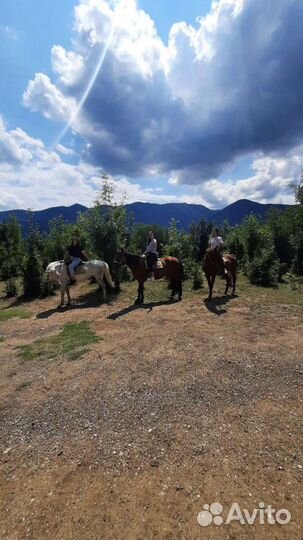 Конные походы Конные туры Конные прогулки