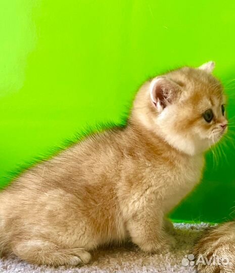 Чистокровные няшечки британцы в золотых шубках