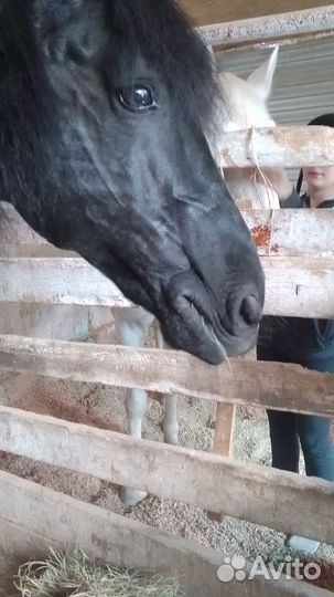 Амуниция для хоббихорса