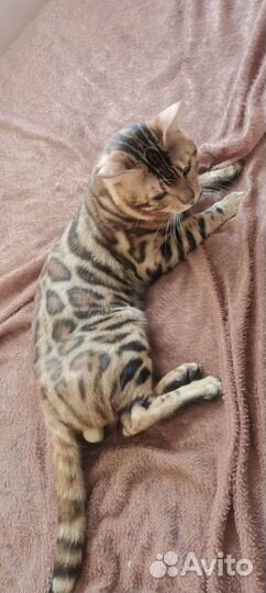Бенгальский кот вязка