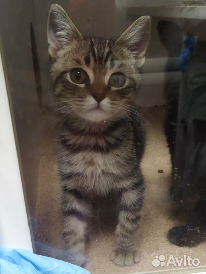 Котёнок