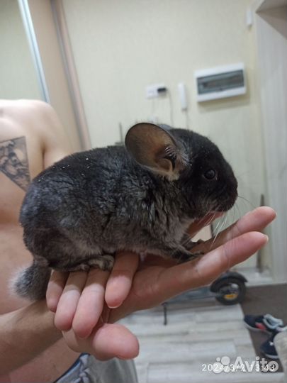 Шиншиллка мальчик