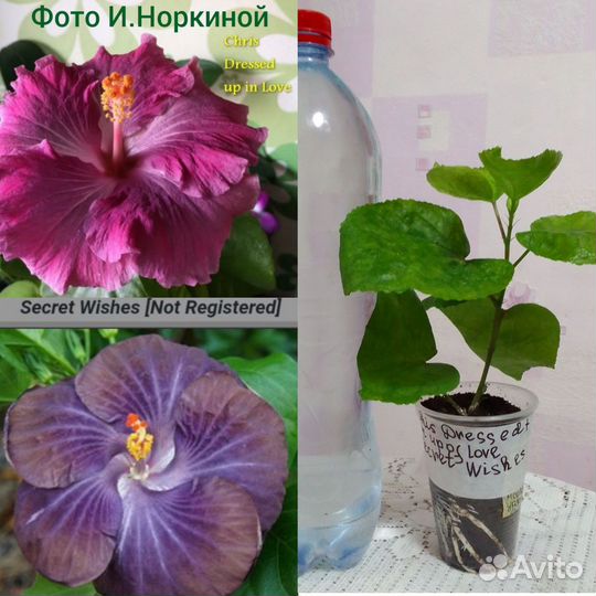 Сортовые гибискусы