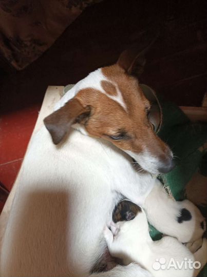 Фокстерьер