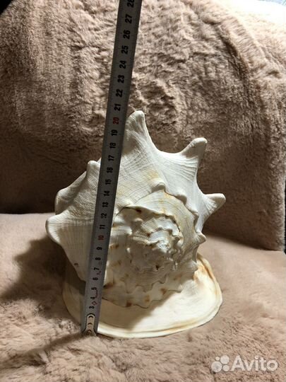 Ракушка морская большая