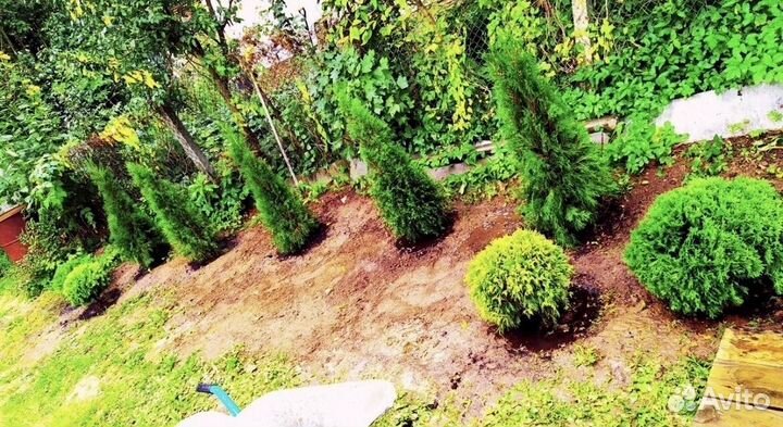 Туи из питомника