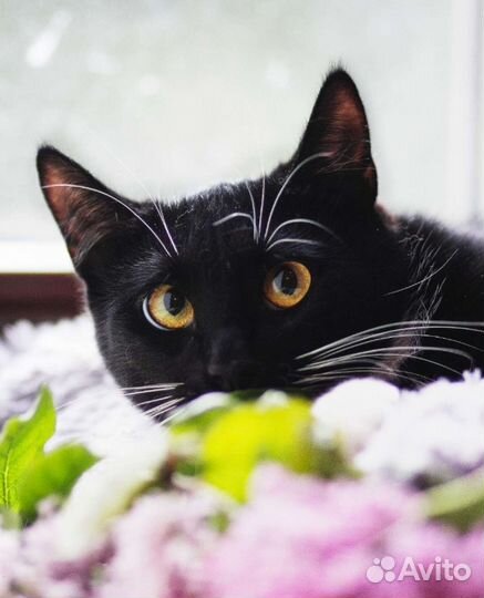 Просто Маркиза