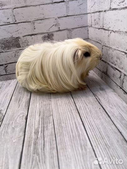 Морская свинка шелти, мальчик