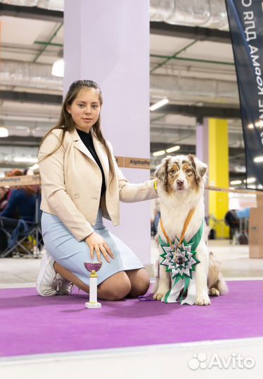 Услуги хендлера