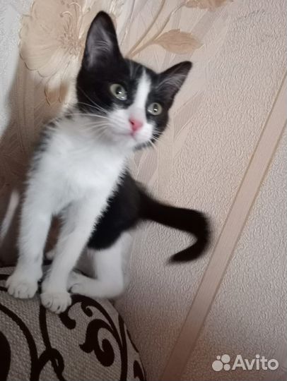 Котенок девочка