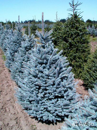 Ель голубая