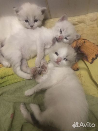 Котята Невские-маскарадные