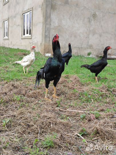 Бойцовая птица