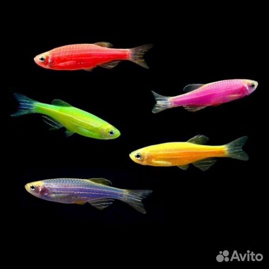 Аквариумные рыбки