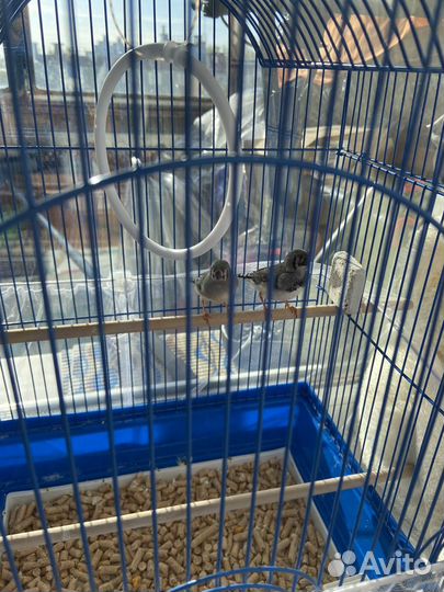 Зебровые амадины