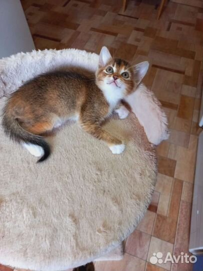 Абиссинский метис