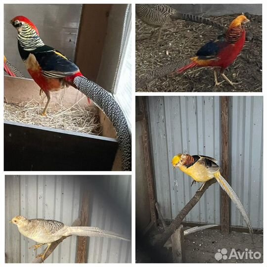 Фазаны воротничковые