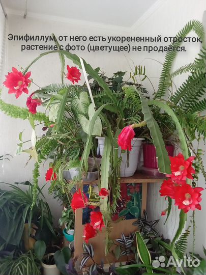 Уйма комнатных растений