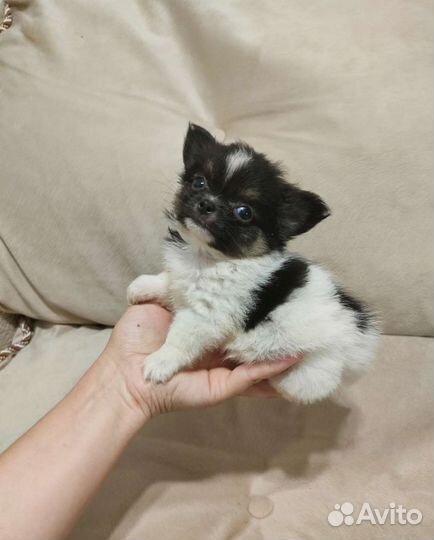 Чихуахуа мальчик мини