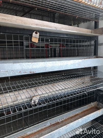 Клетки для перепелов