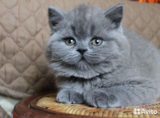 Британские голубые котята привиты