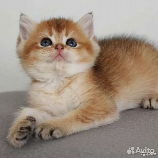 Золотые кошечки