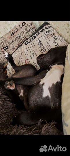 Амстафф вязка