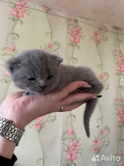 Британская