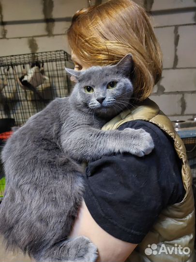 Кошечка