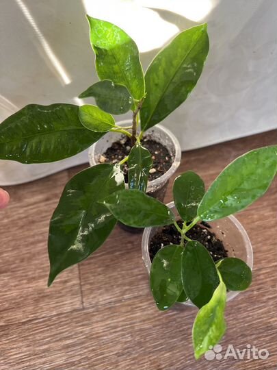 Растения Фикус