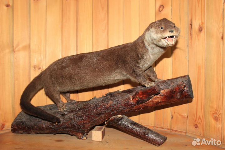 Чучело Выдры