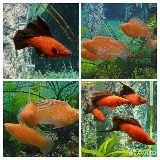 Велиферы оранж альбино, меченосцы флаговые