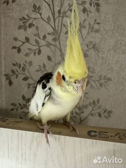 Попугай Корелла