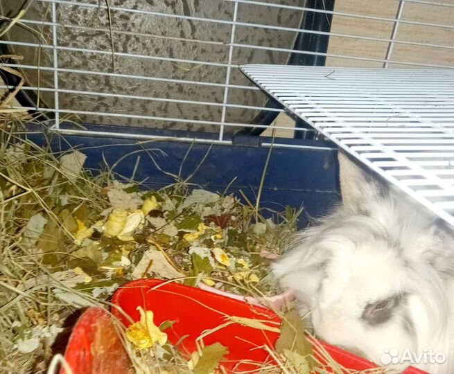 Корм для декоративных кроликов