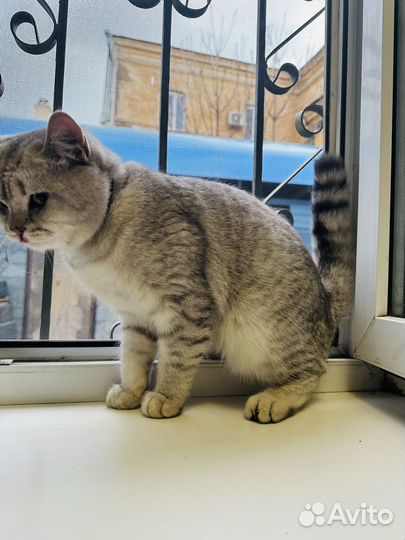 Кот для вязки шотландец