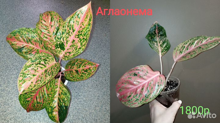 Аглаонема