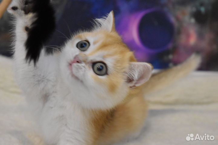 Британская золотая шиншилла(мальчик)