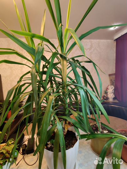 Пальма юкка