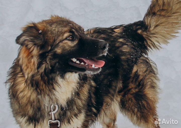 Златочке нужна семья