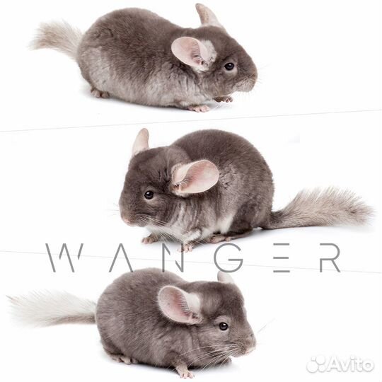 Питомник шиншилл подмосковье более 500 шиншилл