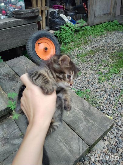 Кошки в добрые руки