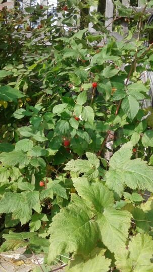 Дача 83 м² на участке 10 сот.