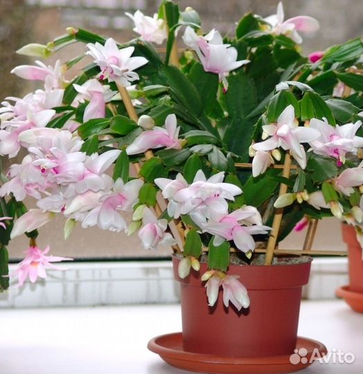 Домашние цветы