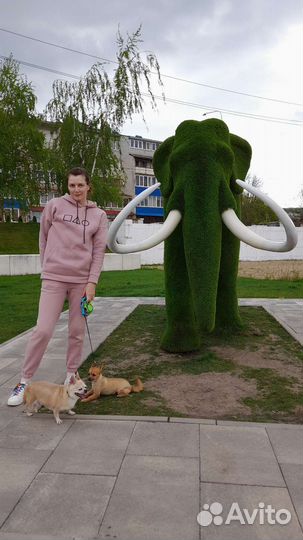 Передержка квартирных кошек/собак