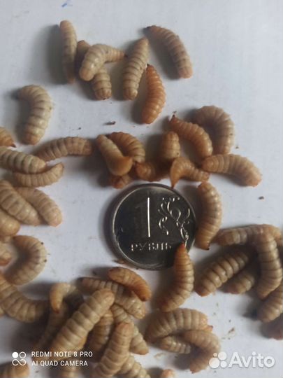 Личика чёрная львинка