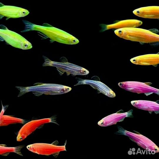 Аквариумные рыбки