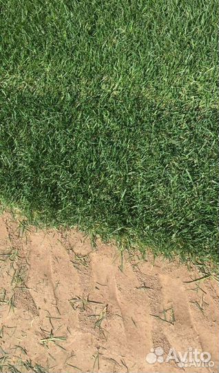Рулонный газон автополив под ключ любой объем