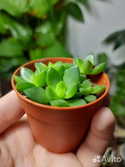 Очиток седум