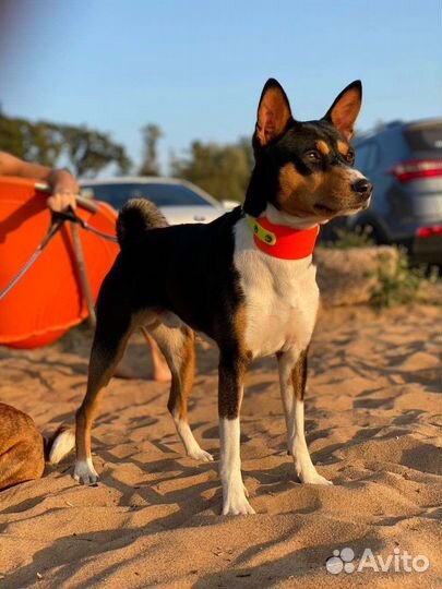 Ошейник-селедка из биотана